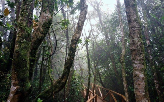 species-of-flora-bosque-fray-jorge-1024x769